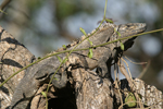 Black Spiny-tailed Iguana    Ctenosaura similis