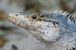 Black Spiny-tailed Iguana    Ctenosaura similis