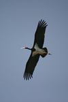 Black Stork    
