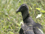 American Black Vulture    