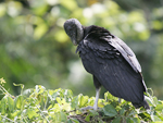 American Black Vulture    Coragyps atratus