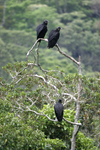 American Black Vulture    Coragyps atratus