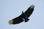 American Black Vulture    Coragyps atratus