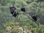 American Black Vulture    Coragyps atratus