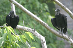 American Black Vulture    Coragyps atratus