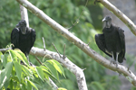 American Black Vulture    