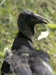 American Black Vulture    