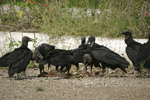 American Black Vulture    Coragyps atratus