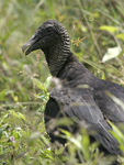 American Black Vulture    Coragyps atratus