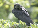 American Black Vulture    