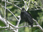 American Black Vulture    Coragyps atratus