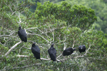 American Black Vulture    Coragyps atratus