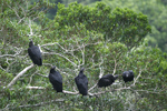 American Black Vulture    