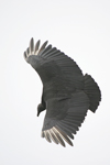 American Black Vulture    Coragyps atratus