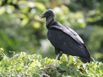 American Black Vulture    Coragyps atratus