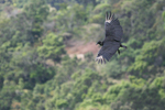 American Black Vulture    Coragyps atratus