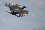 American Black Vulture    Coragyps atratus