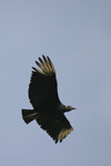 American Black Vulture    Coragyps atratus