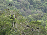 American Black Vulture    