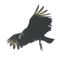 American Black Vulture    Coragyps atratus