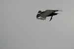 American Black Vulture    Coragyps atratus