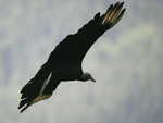 American Black Vulture    Coragyps atratus