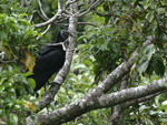 American Black Vulture    Coragyps atratus