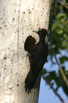 Black Woodpecker    