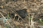 Blackbird   