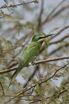 Blue-cheeked Bee-eater   