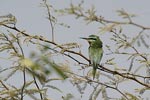 Blue-cheeked Bee-eater   