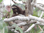 Brown-throated Three-toed Sloth    