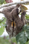 Brown-throated Three-toed Sloth    