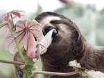 Brown-throated Three-toed Sloth    