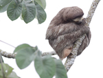 Brown-throated Three-toed Sloth    