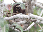 Brown-throated Three-toed Sloth    Bradypus variegatus