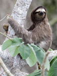Brown-throated Three-toed Sloth    Bradypus variegatus