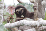 Brown-throated Three-toed Sloth    Bradypus variegatus