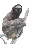 Brown-throated Three-toed Sloth    