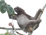 Brown-throated Three-toed Sloth    