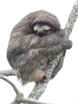 Brown-throated Three-toed Sloth    