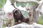 Brown-throated Three-toed Sloth    