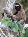 Brown-throated Three-toed Sloth    