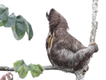 Brown-throated Three-toed Sloth    