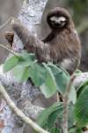 Brown-throated Three-toed Sloth    Bradypus variegatus