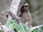 Brown-throated Three-toed Sloth    