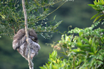 Brown-throated Three-toed Sloth    