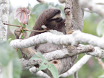 Brown-throated Three-toed Sloth    Bradypus variegatus