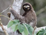 Brown-throated Three-toed Sloth    Bradypus variegatus