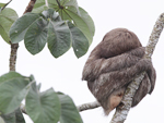 Brown-throated Three-toed Sloth    